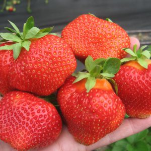 Саженцы клубники Румба