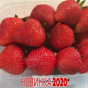Саженцы рассада клубники "Скала" (Scala) NEW 2022!!! Фото, Цена, Отзывы