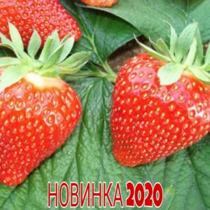 Саженцы рассада клубники "Дели" (Dely) NEW 2022!!! Фото, Цена, Отзывы
