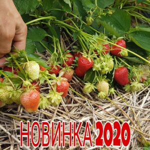 Саженцы рассада клубники "Федерика" (Federica) NEW 2022!!! Фото, Цена, Отзывы
