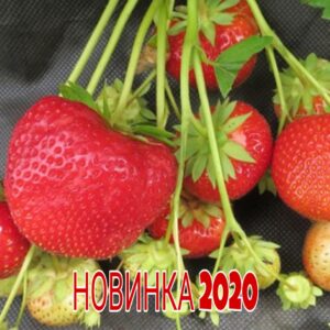 Саженцы рассада клубники "Нанди" (Nandi) NEW 2022!!! Фото, Цена, Отзывы