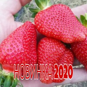 Саженцы рассада клубники "Сибилла" (Sibilla) NEW 2022!!! Фото, Цена, Отзывы